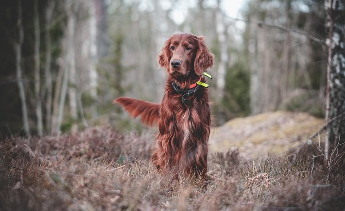 Crate Training Without the Tears: A Gentle Approach for Anxious Dogs