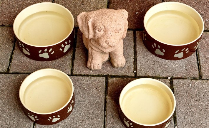 Grain-Free, Raw, or Kibble? How to Actually Read a Dog Food Label