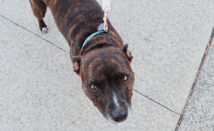 Living With a Brindle: What to Expect From This Coat Pattern and the Dogs Who Wear It