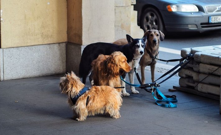 Loose Leash Walking: A Step-by-Step Plan for Dogs Who Pull Like a Freight Train