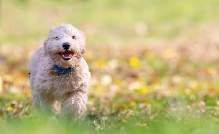 Puppy Biting: Why It Happens and How to Survive the Land Shark Phase