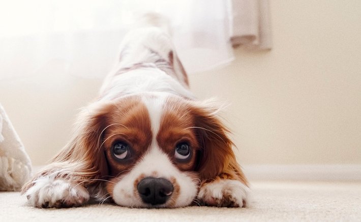 The First 30 Days With a Rescue Dog: A Realistic Roadmap
