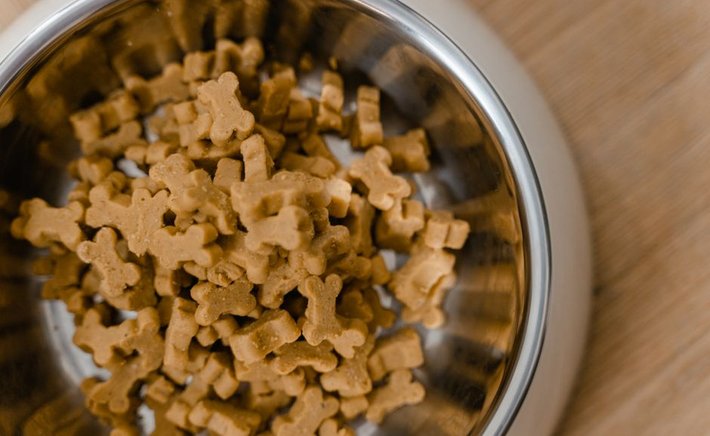 We Tested 6 Slow Feeder Bowls: Which Ones Actually Slow Down a Gulper?