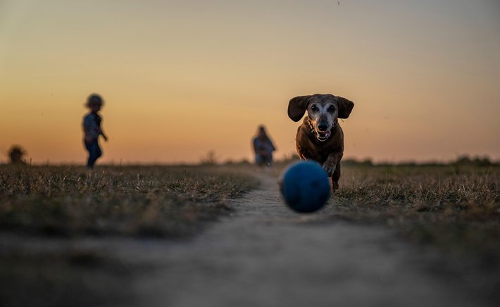 Why Your Dog Ignores You at the Park (And How to Fix It)